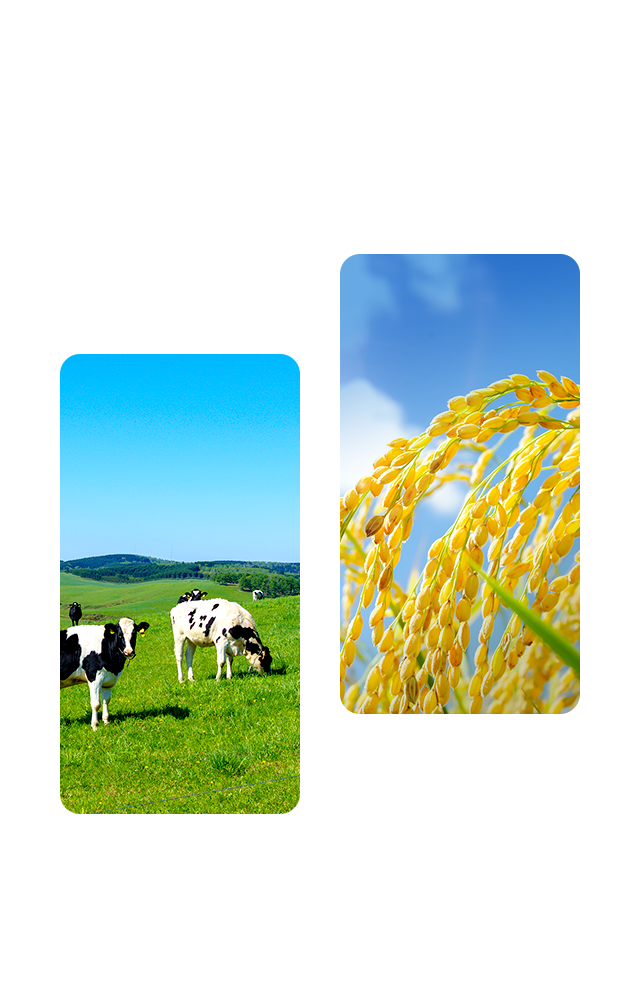  牛と向き合う毎日が、安心の乳製品をつくる