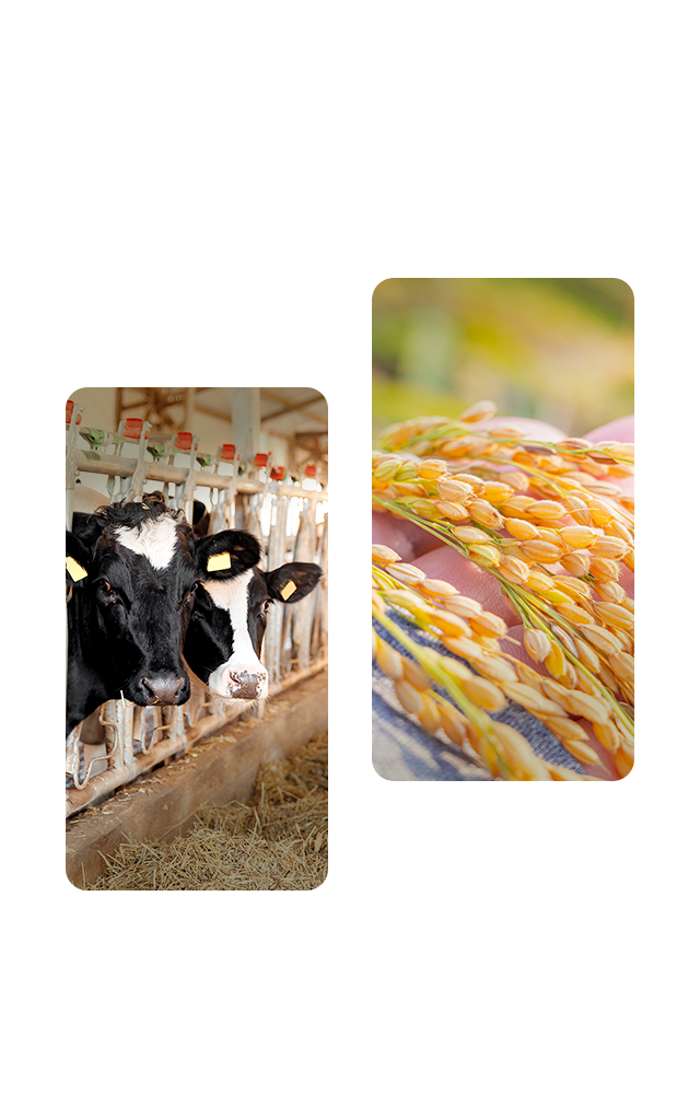 大地の恵みが、牛たちの元気を育てる